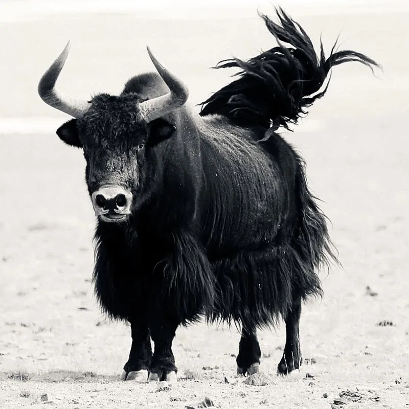 Mythstone Tibetan Natural Yak Bone The Lord Of The Corpse Forest Dice Chinese Zodiac Nine Palaces Eight Diagrams Strength Wrist Mala - Image 11